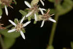 Toothed whitetop aster 